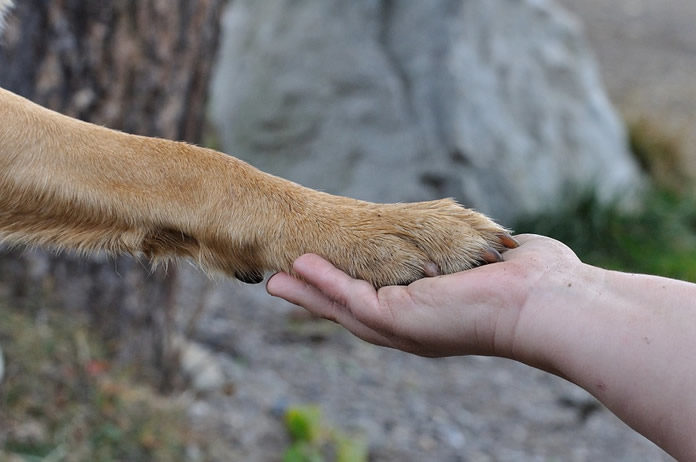 Viaggiare con animali - 100tour