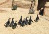 attrazioni zoomarine pinguini