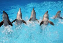 attrazioni zoomarine delfini