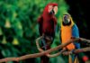 spettacoli zoomarine la foresta dei pappagalli