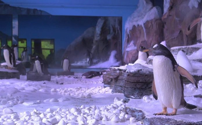 Penguin Bay