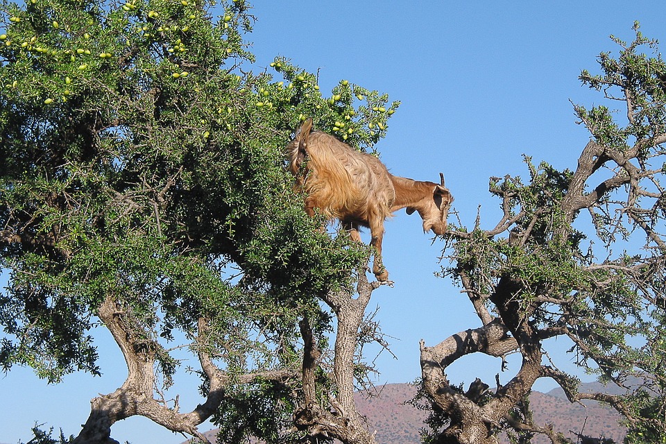 Marocco, dove le capre si arrampicano sugli alberi