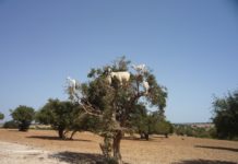 Marocco, dove le capre si arrampicano sugli alberi di argan