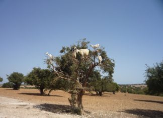 Marocco, dove le capre si arrampicano sugli alberi di argan