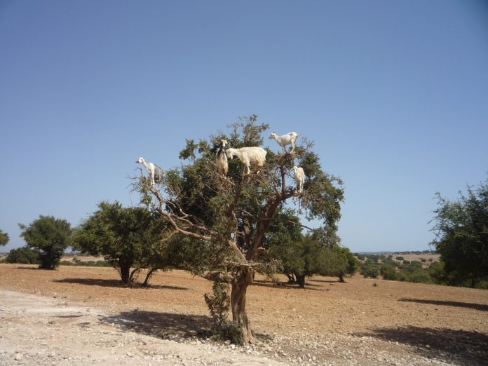 Marocco, dove le capre si arrampicano sugli alberi di argan
