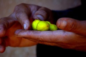 Marocco, dove le capre si arrampicano sugli alberi