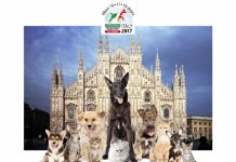 la settimana del cane milano 100tour