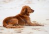 In vacanza con Fido: le spiagge dove divertirvi e prendere il sole con il vostro amico quattrozampe