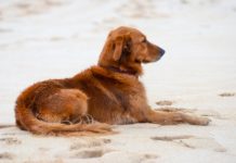 In vacanza con Fido: le spiagge dove divertirvi e prendere il sole con il vostro amico quattrozampe