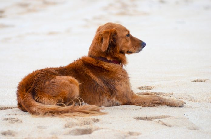 In vacanza con Fido: le spiagge dove divertirvi e prendere il sole con il vostro amico quattrozampe